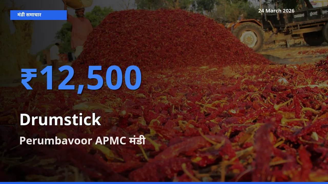 बाज़ार संकेत: Perumbavoor APMC बना सहजन (मुनगा) के लिए आज की टॉप मंडी