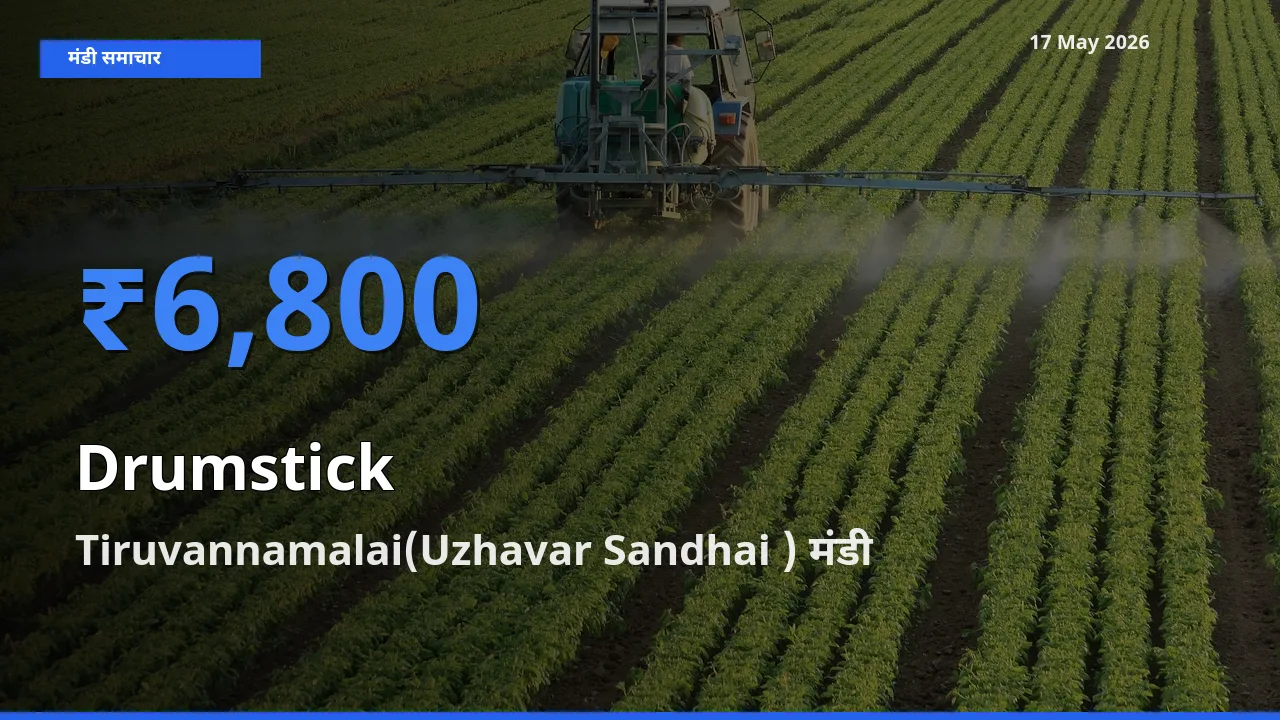 17 May अपडेट: सहजन (मुनगा) के सबसे ऊँचे दाम Tiruvannamalai(Uzhavar Sandhai ) मंडी में