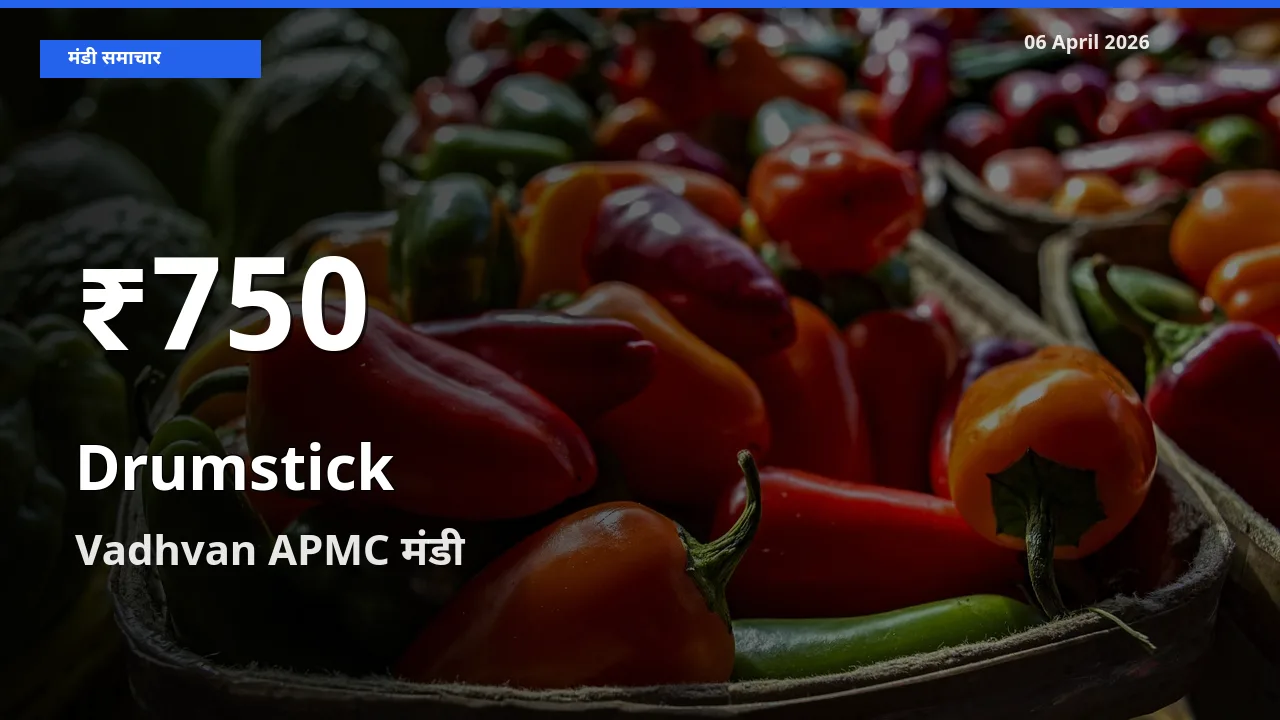 बाज़ार संकेत: सहजन (मुनगा) के भाव Vadhvan APMC में 30 दिन के निचले स्तर पर