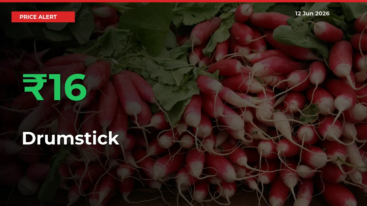 Big Rally! Drumstick Climbs 16.25% in 24 Hours at Top Mandis