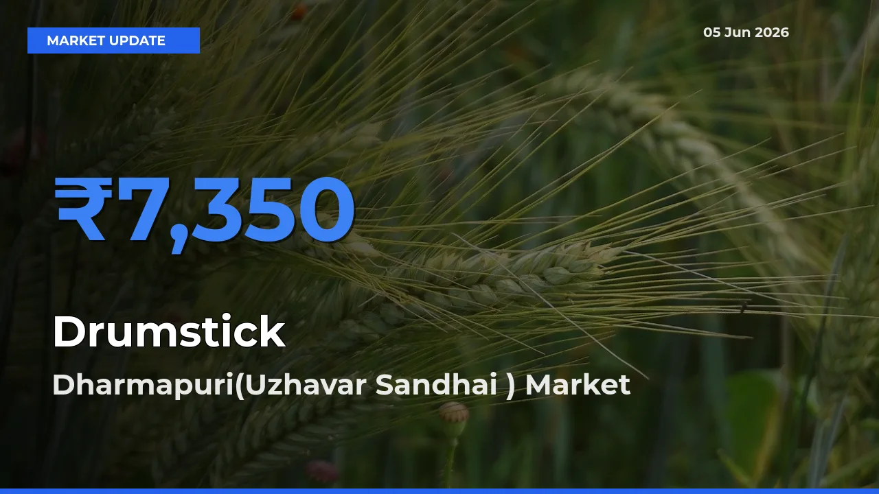 Dharmapuri(Uzhavar Sandhai ) Tops Drumstick Mandi Rates Today