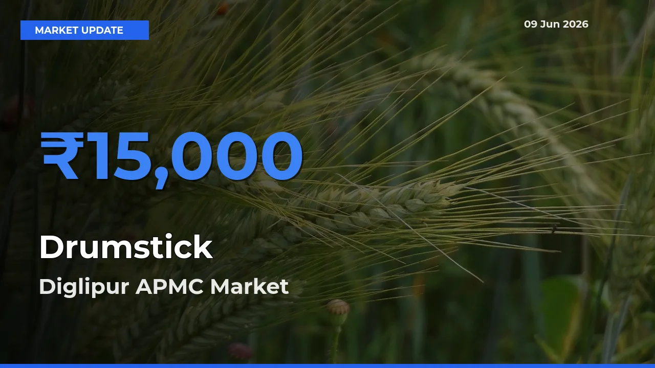 Farmers Prefer Diglipur APMC as Drumstick Hits Highest Rate