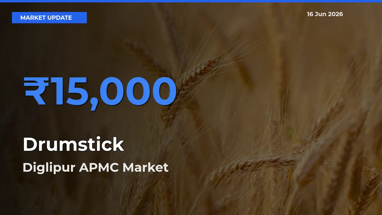 Diglipur APMC Tops Drumstick Mandi Rates Today
