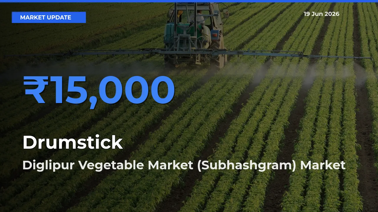 Diglipur Vegetable Market (Subhashgram) Offers ₹15,000 – Highest Drumstick Rate Today