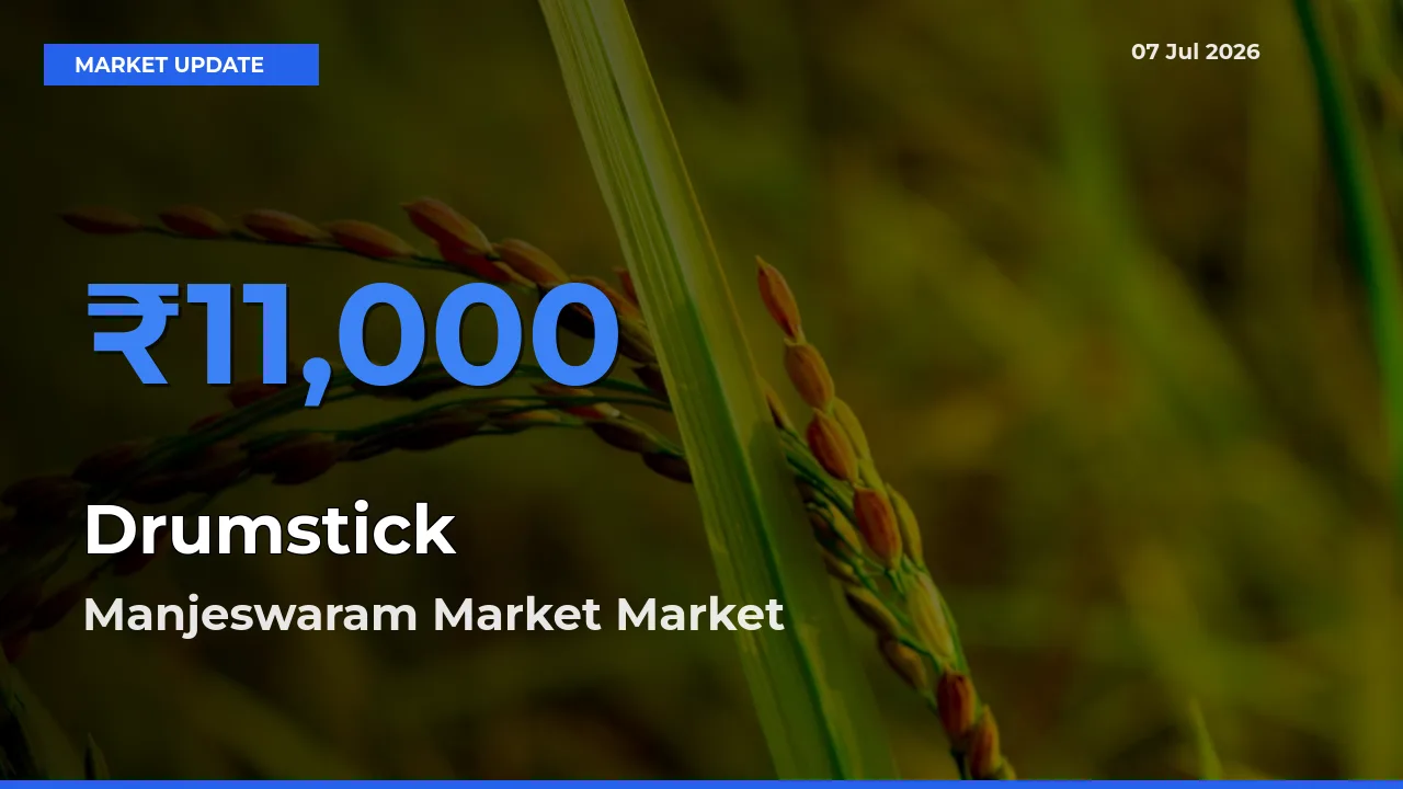 Market Watch: Manjeswaram Market Becomes Top Mandi for Drumstick