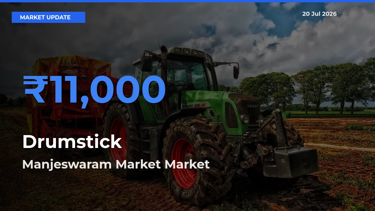 Manjeswaram Market Emerges as Top Mandi for Drumstick Prices Today