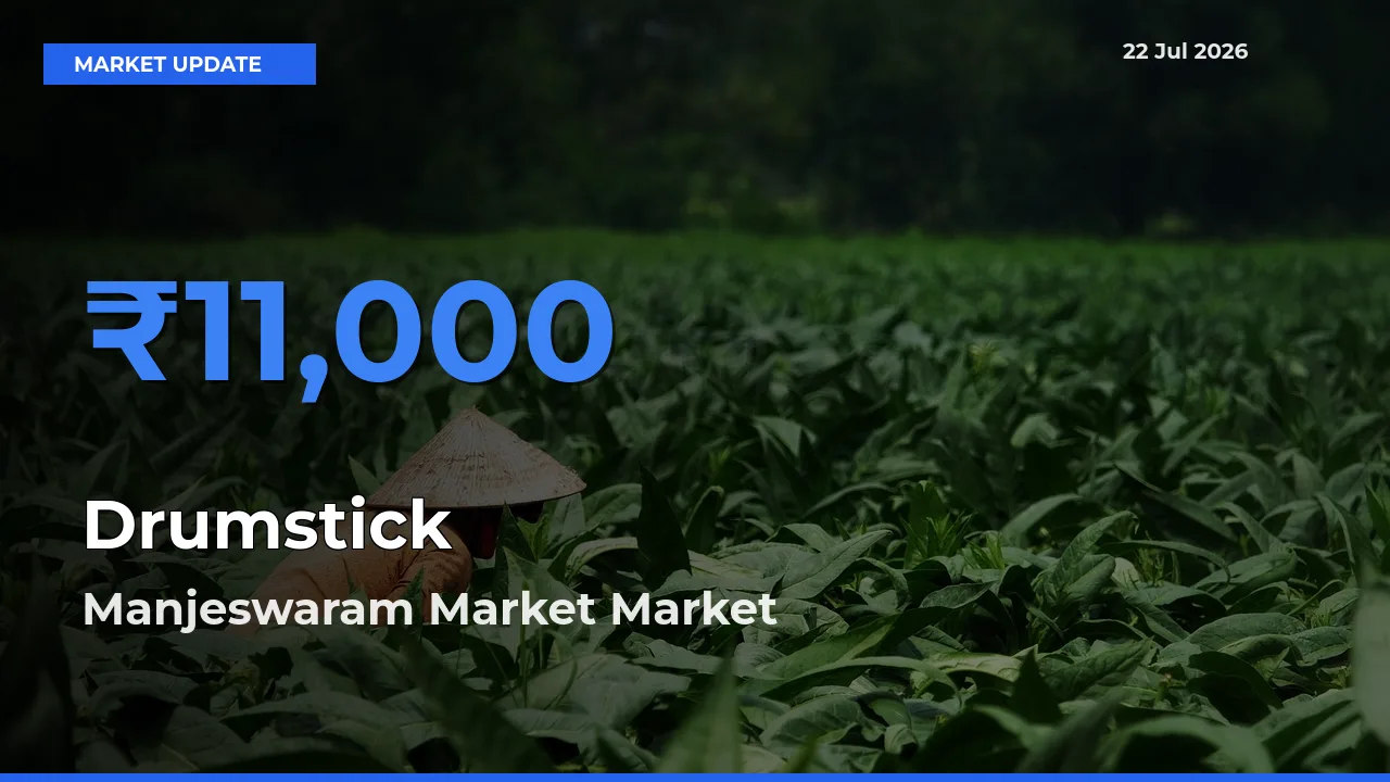 Manjeswaram Market Tops Drumstick Rates – July 22 Market Update