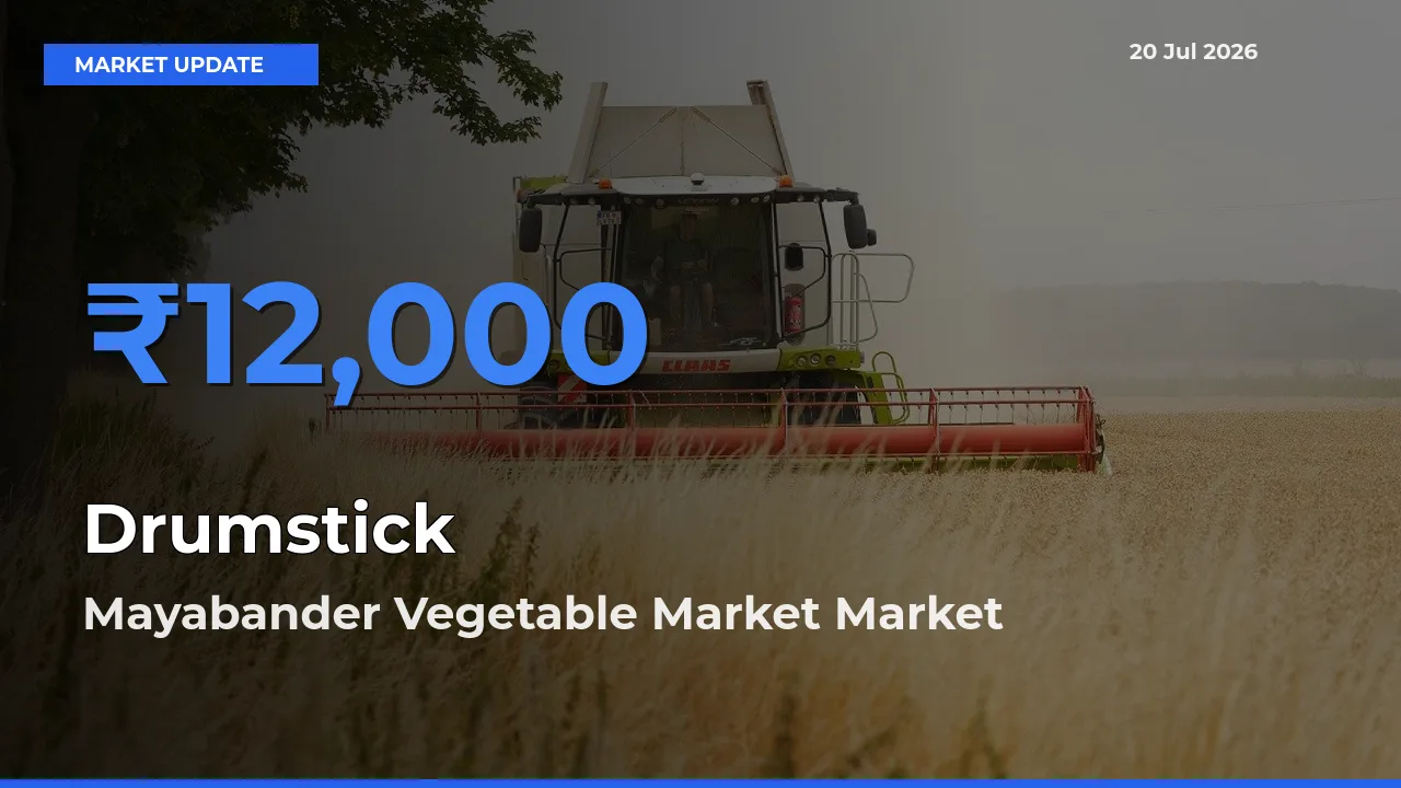 Market Watch: Mayabander Vegetable Market Becomes Top Mandi for Drumstick