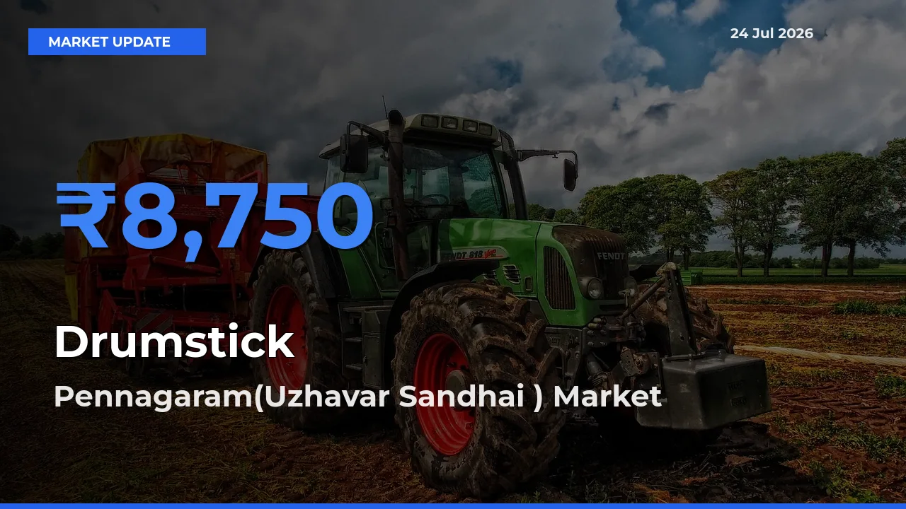 Pennagaram(Uzhavar Sandhai ) Records Highest ₹8,750 Rate for Drumstick