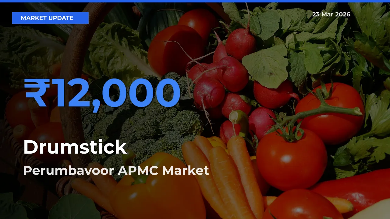 Perumbavoor APMC Tops Drumstick Mandi Rates Today