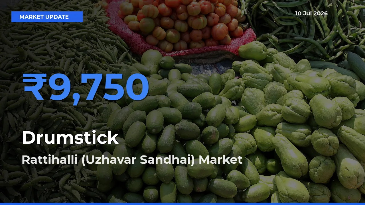 Rattihalli (Uzhavar Sandhai) Tops Drumstick Mandi Rates Today