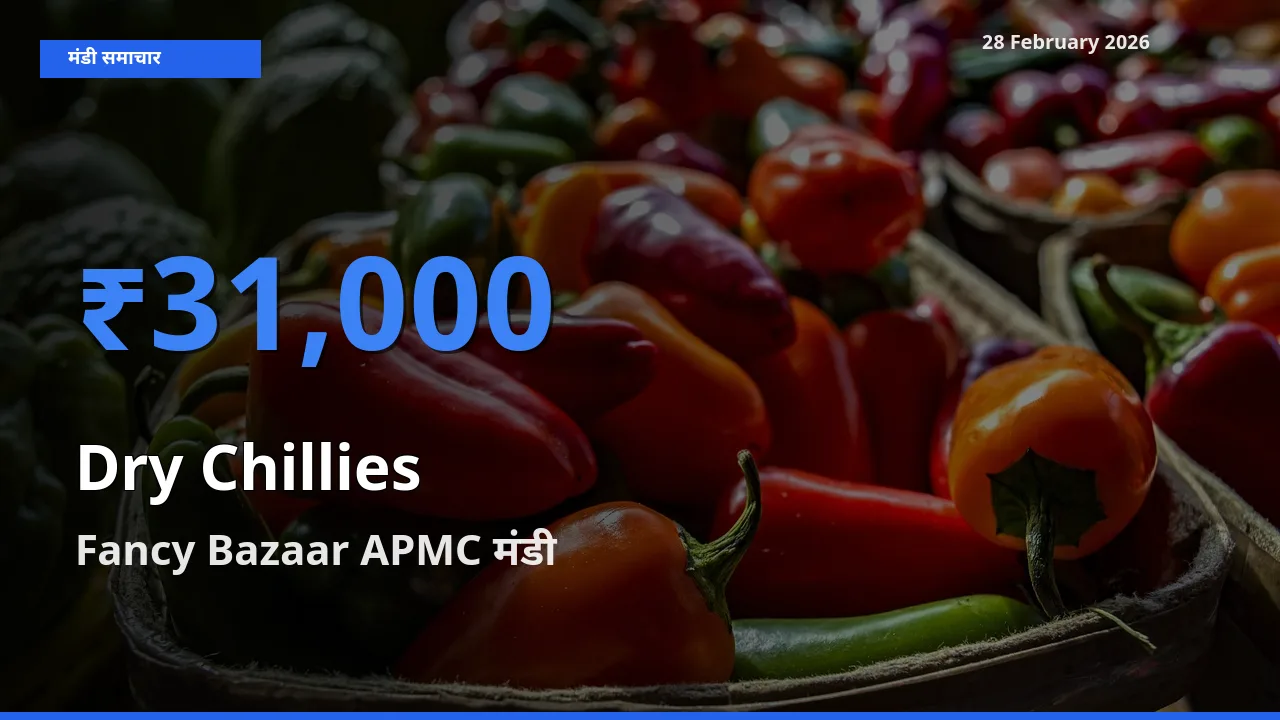 बाज़ार संकेत: Fancy Bazaar APMC बना Dry Chillies के लिए आज की टॉप मंडी