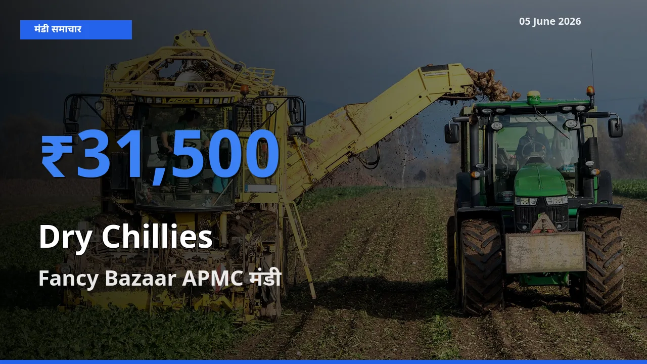 आज सूखी लाल मिर्च के सबसे ऊँचे दाम ₹31,500 Fancy Bazaar APMC मंडी में