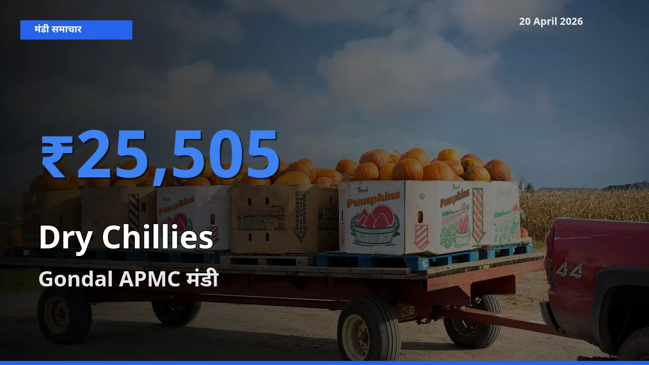 टॉप मंडी बना Gondal APMC! सूखी लाल मिर्च के सबसे ऊँचे दाम यहीं दर्ज