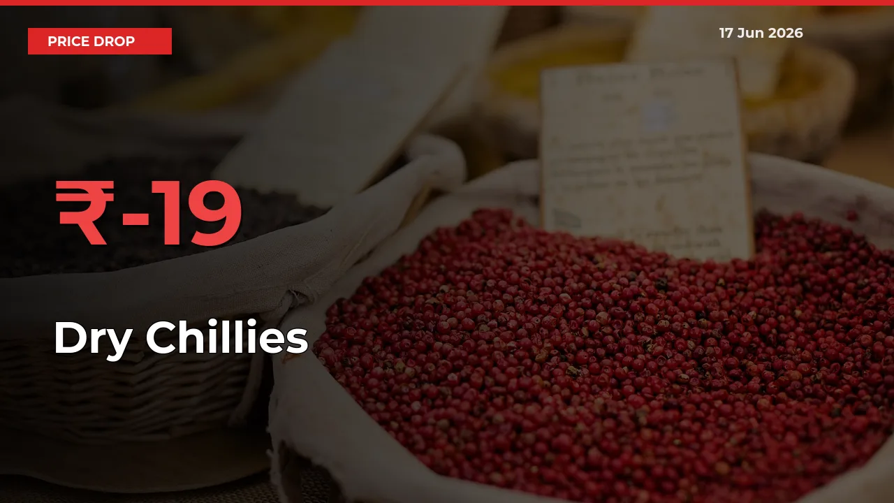 Sharp Fall! Dry Chillies Prices Plunge 19.33% in a Day at Key Mandis