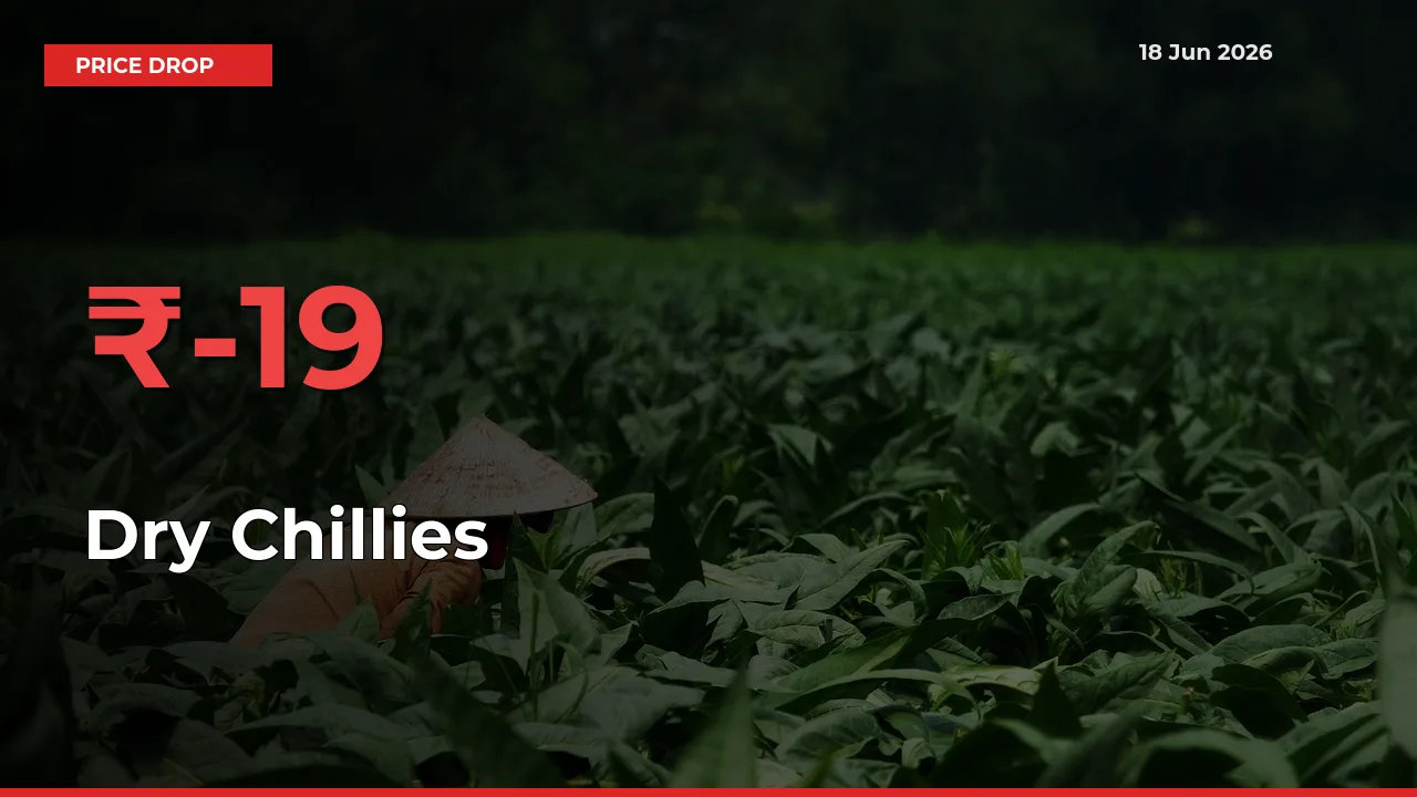 Dry Chillies Mandi Rate Today: Prices Fall 19.29% at Market