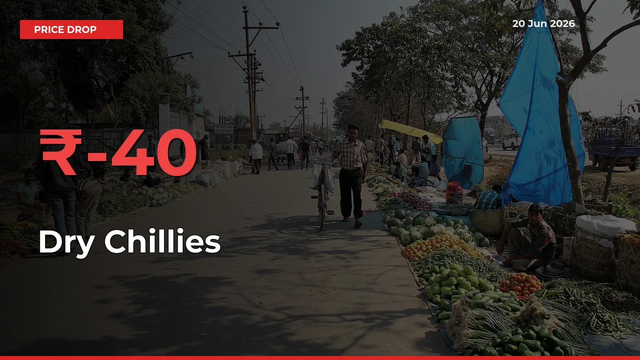Sudden Shock! Dry Chillies Drops 40.04% in 24 Hours at Top Mandis