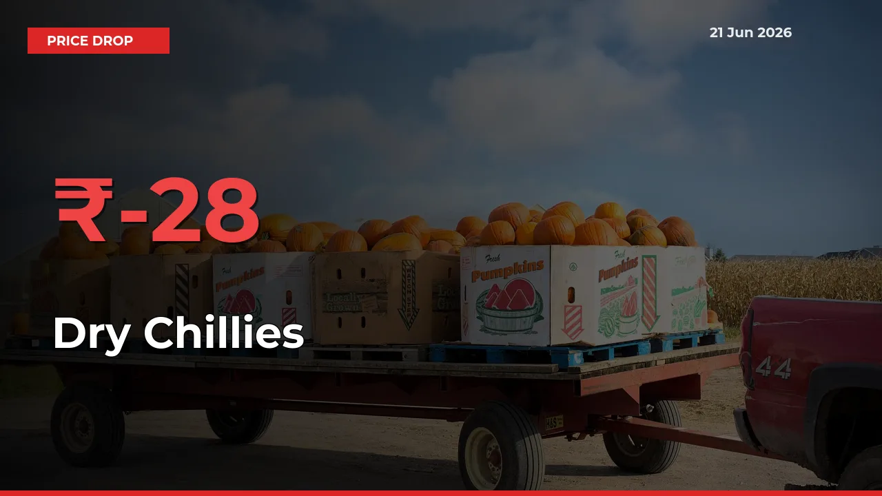 Dry Chillies Falls 28.28% at Mandis