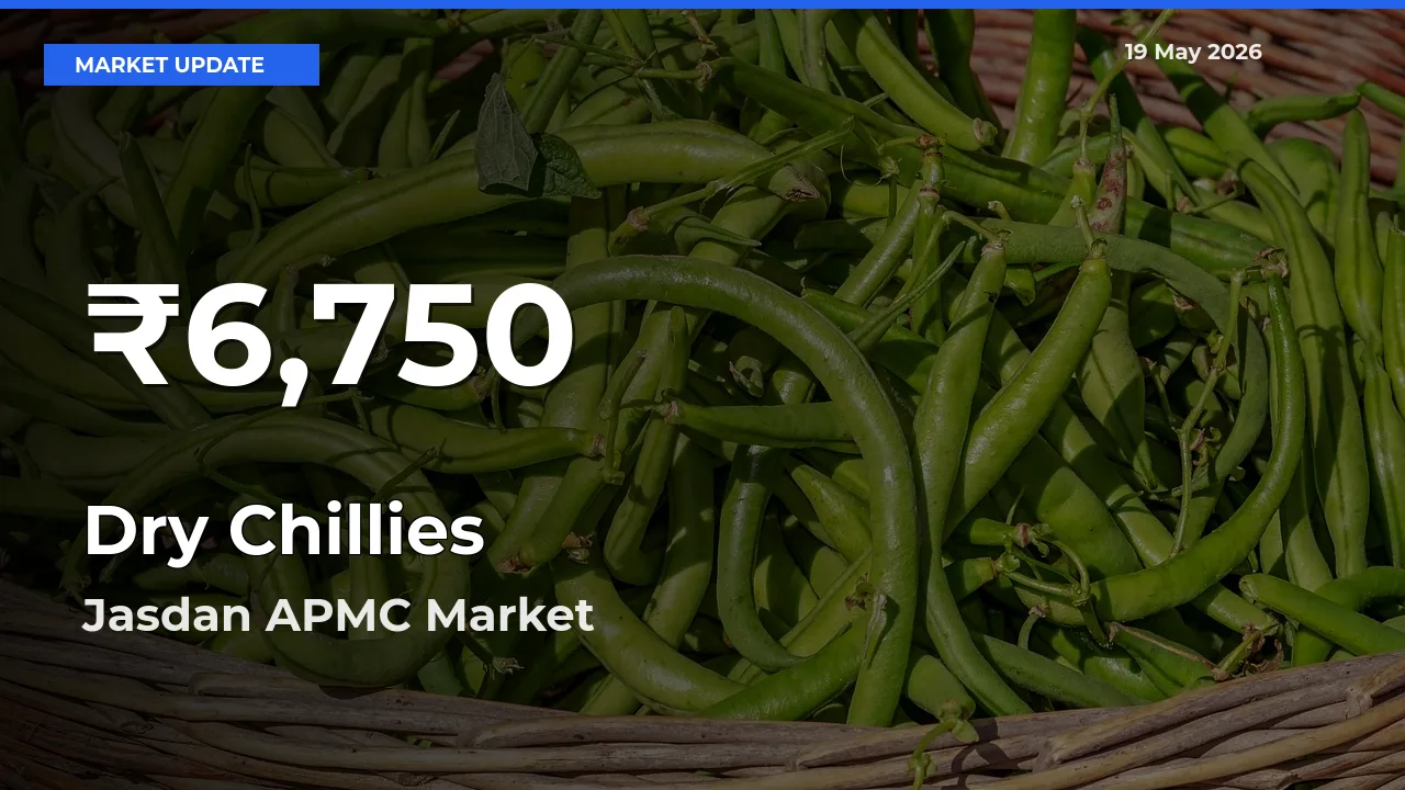 Dry Chillies Mandi Rate Today: 30-Day Low Recorded in Jasdan APMC