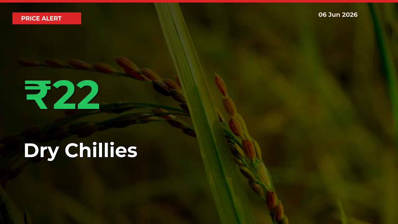 Sudden 22.22% Rally in Dry Chillies Prices Across Mandis