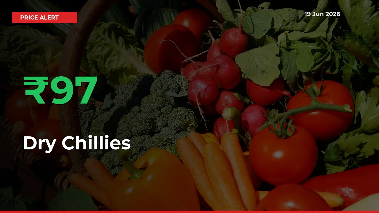 Sharp Jump! Dry Chillies Prices Climb 97.4% in 24 Hours at Key Mandis