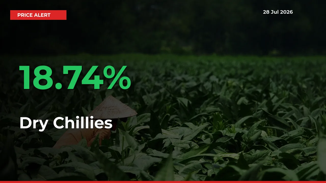 Sharp Jump! Dry Chillies Prices Climb 18.74% in 24 Hours at Key Mandis