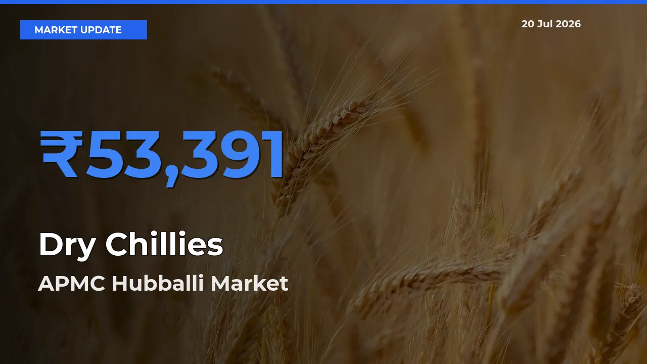 APMC Hubballi Records Highest ₹53,391 Rate for Dry Chillies