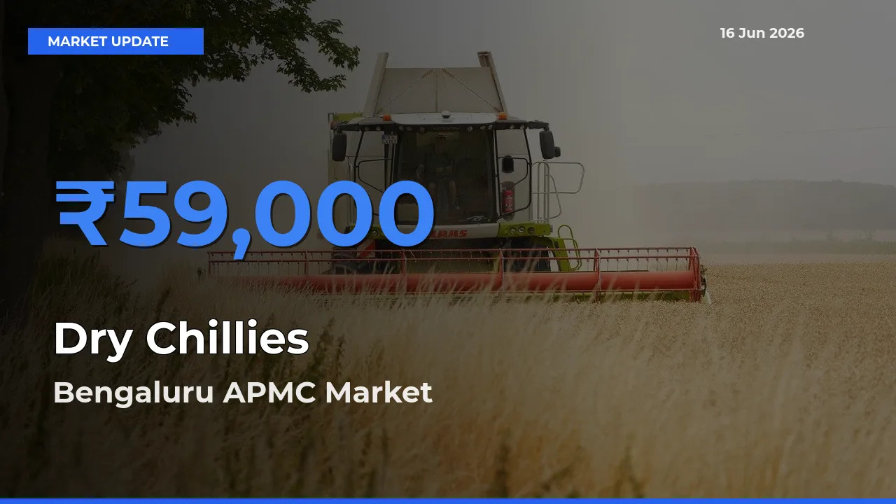 Bengaluru APMC Records Highest ₹59,000 Rate for Dry Chillies