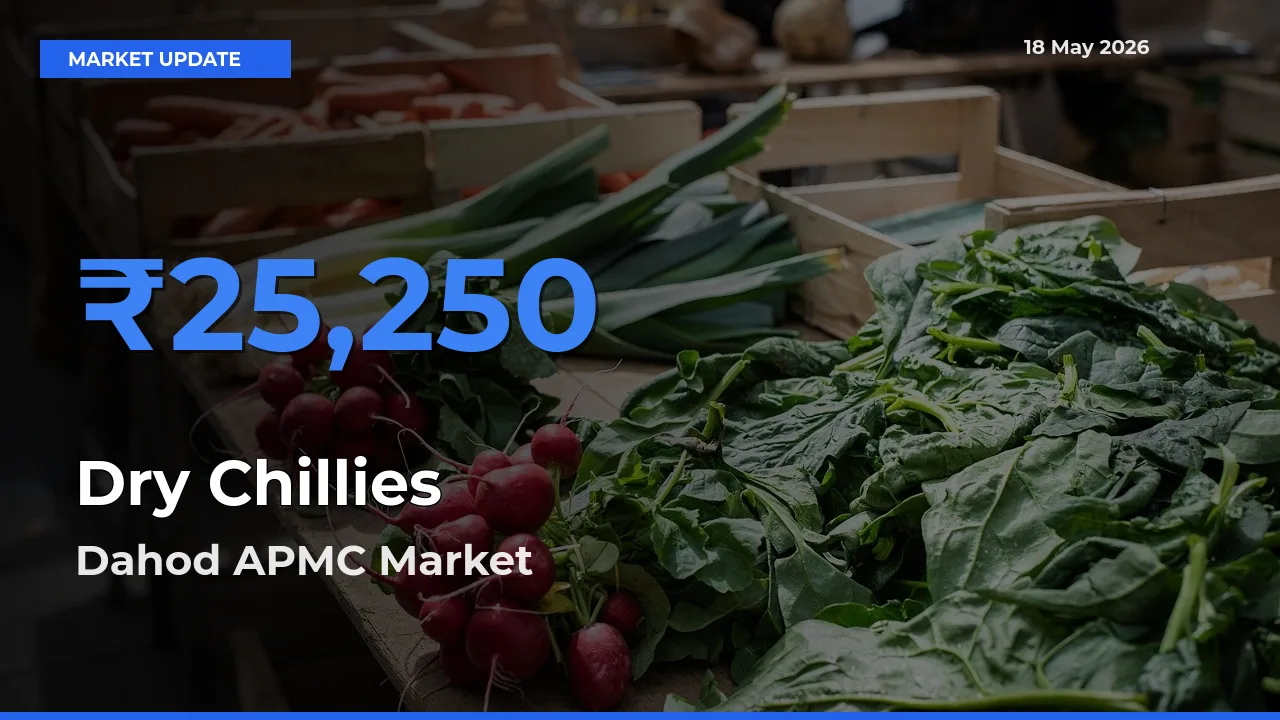 Dahod APMC Records Highest ₹25,250 Rate for Dry Chillies