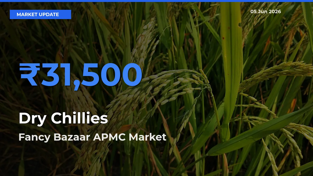 Top Performer! Fancy Bazaar APMC Offers Best Dry Chillies Price Today