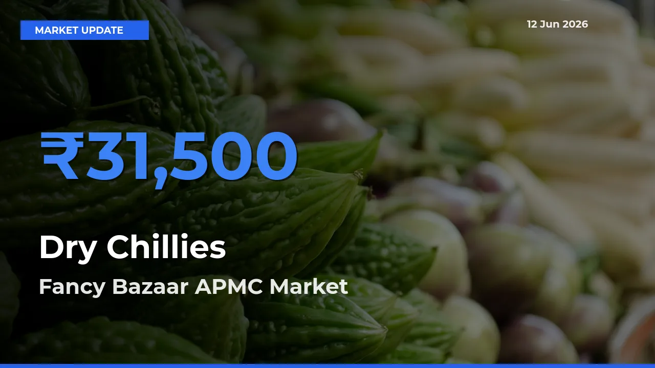 Fancy Bazaar APMC Records Highest ₹31,500 Rate for Dry Chillies