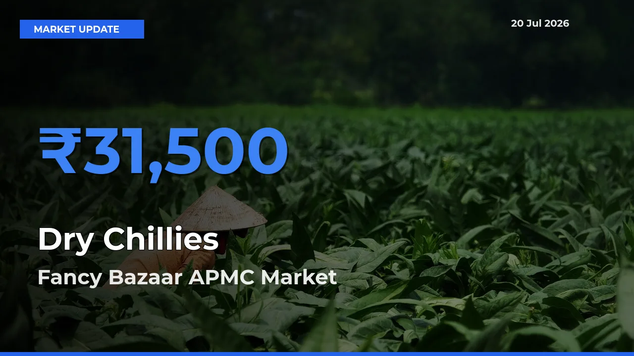 Fancy Bazaar APMC Emerges as Top Mandi for Dry Chillies Prices Today