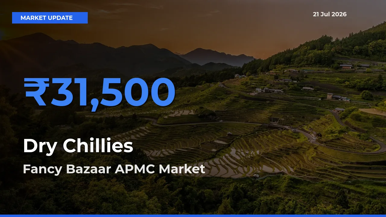 Fancy Bazaar APMC Tops Dry Chillies Rates – July 21 Market Update