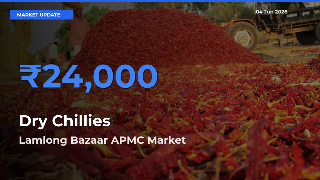 Lamlong Bazaar APMC Emerges as Top Mandi for Dry Chillies Prices Today