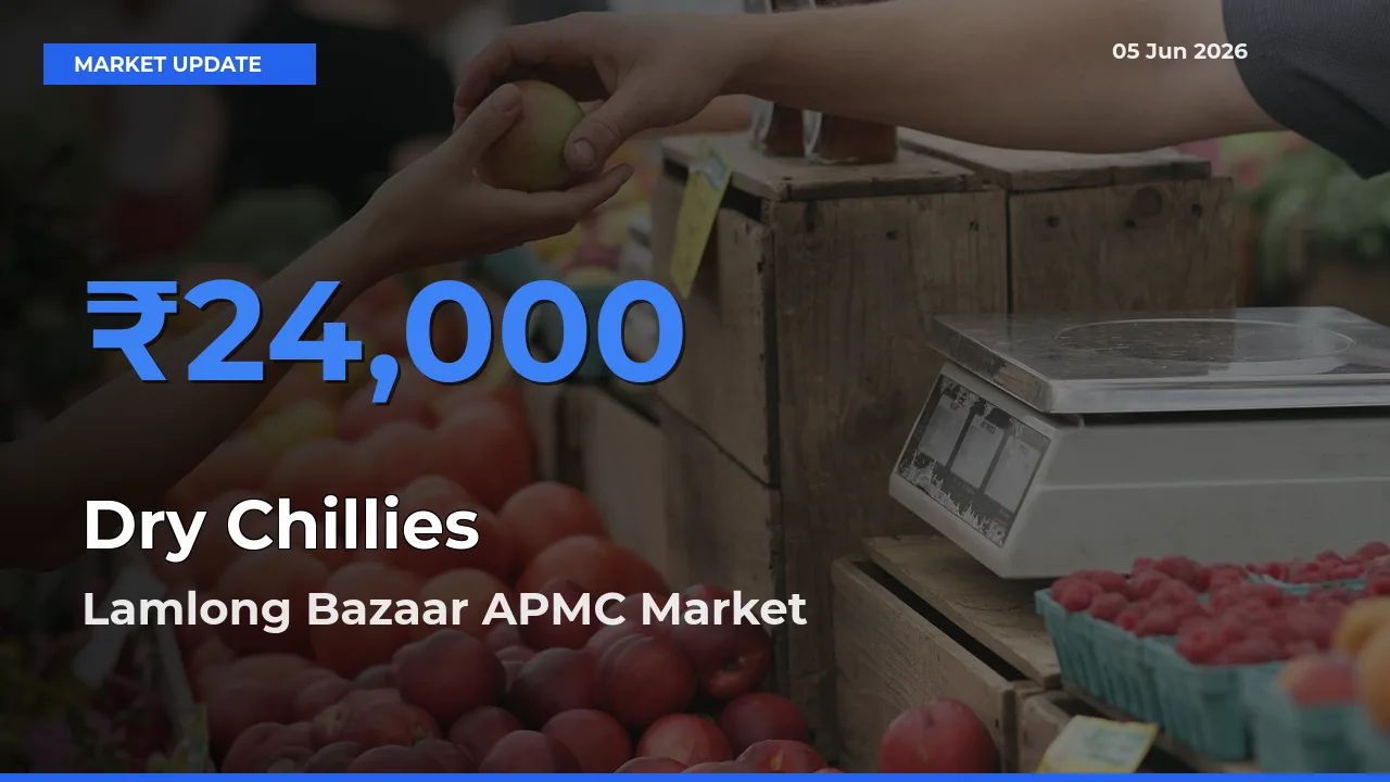 Farmers Prefer Lamlong Bazaar APMC as Dry Chillies Hits Highest Rate