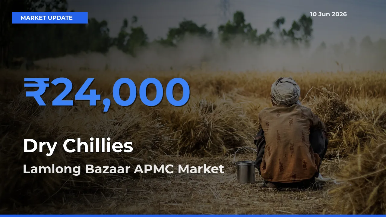 Lamlong Bazaar APMC Tops Dry Chillies Mandi Rates Today
