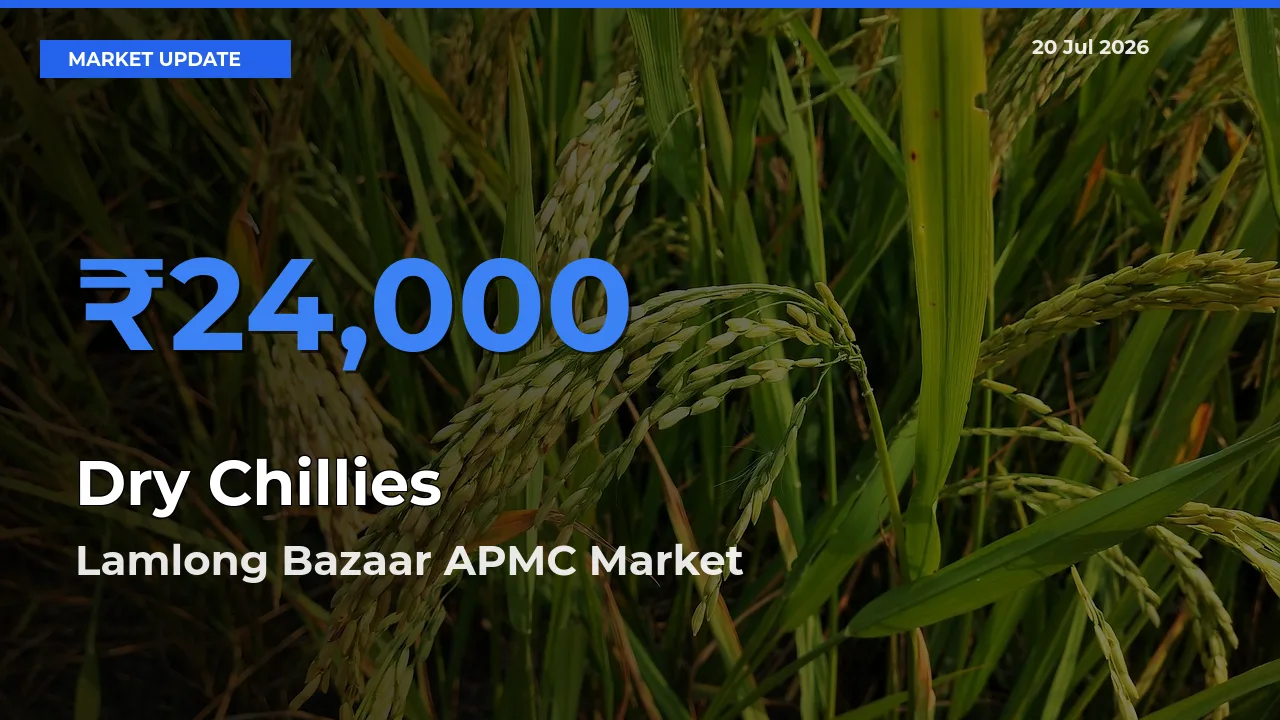 Farmers Prefer Lamlong Bazaar APMC as Dry Chillies Hits Highest Rate