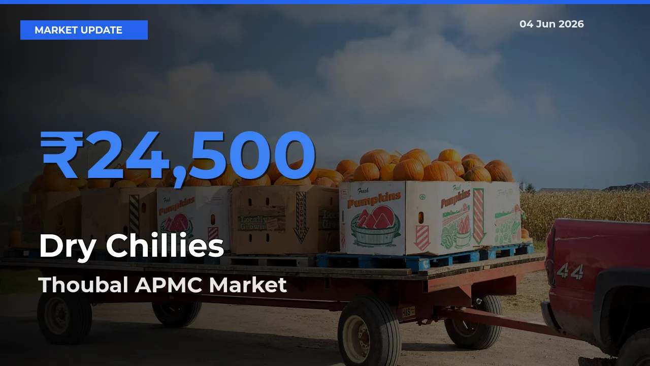 Thoubal APMC Offers ₹24,500 – Highest Dry Chillies Rate Today