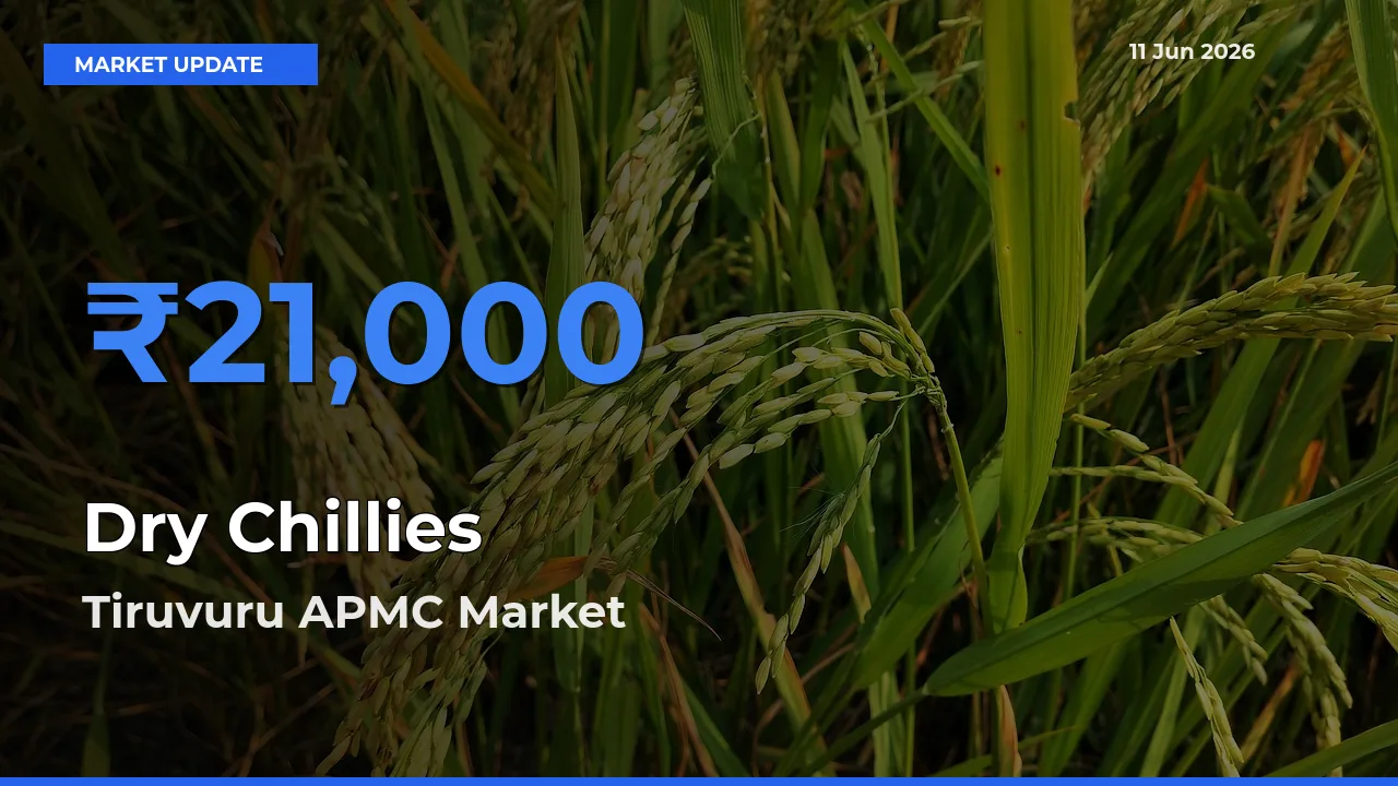 Tiruvuru APMC Leads as Top Mandi for Dry Chillies Prices