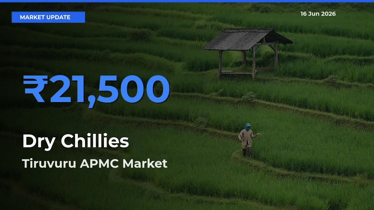 Tiruvuru APMC Offers ₹21,500 – Highest Dry Chillies Rate Today
