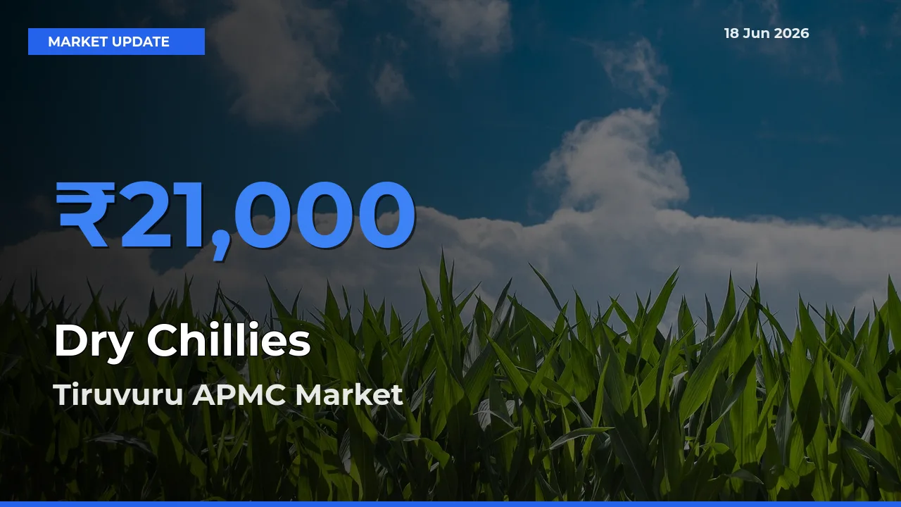 Top Performer! Tiruvuru APMC Offers Best Dry Chillies Price Today
