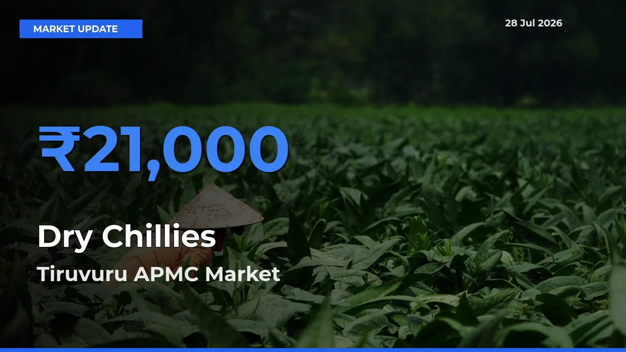 Tiruvuru APMC, NTR, Andhra Pradesh Emerges as Top Mandi for Dry Chillies Prices Today