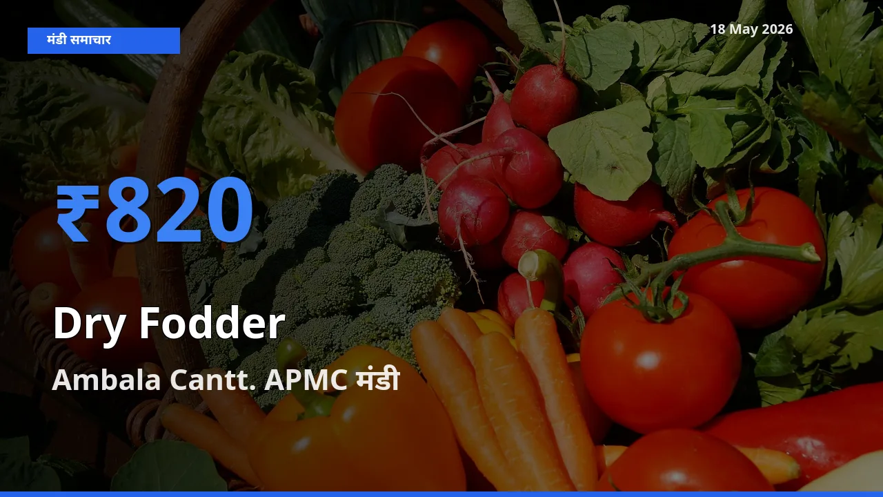 बाज़ार संकेत: Ambala Cantt. APMC बना सूखा चारा के लिए आज की टॉप मंडी