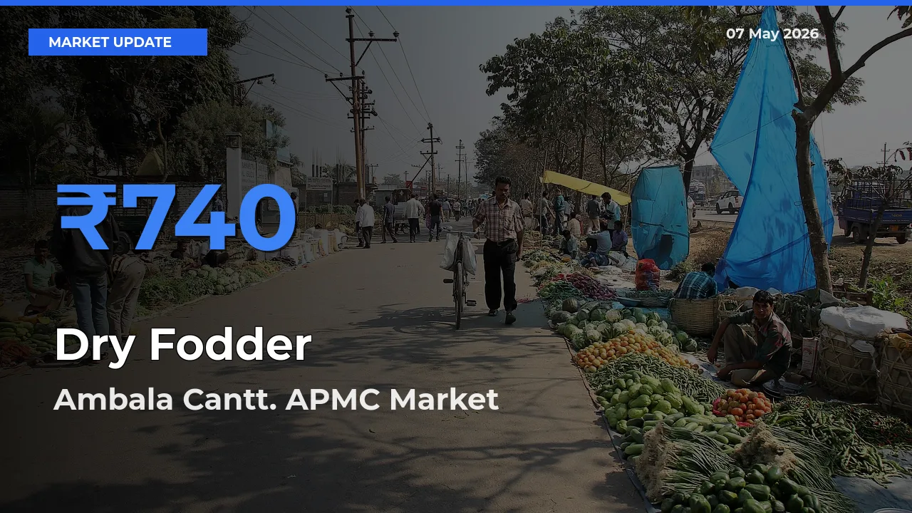 Ambala Cantt. APMC Records Highest ₹740 Rate for Dry Fodder