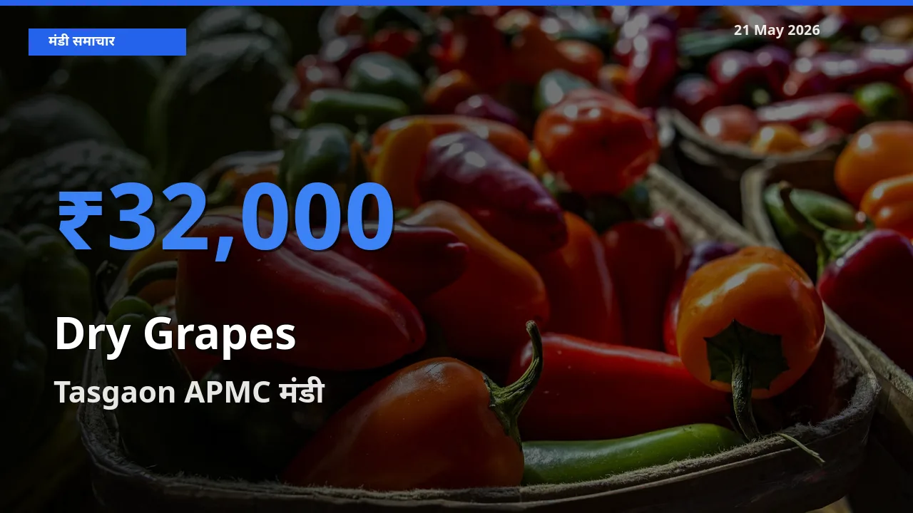 Tasgaon APMC में किशमिश का आज सबसे ऊँचा भाव
