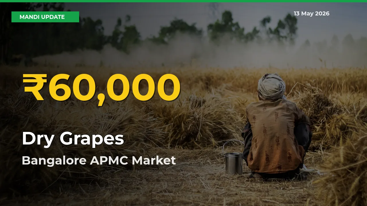 Dry Grapes Price Hits New High in Bangalore APMC Today – Check Latest Mandi Rates