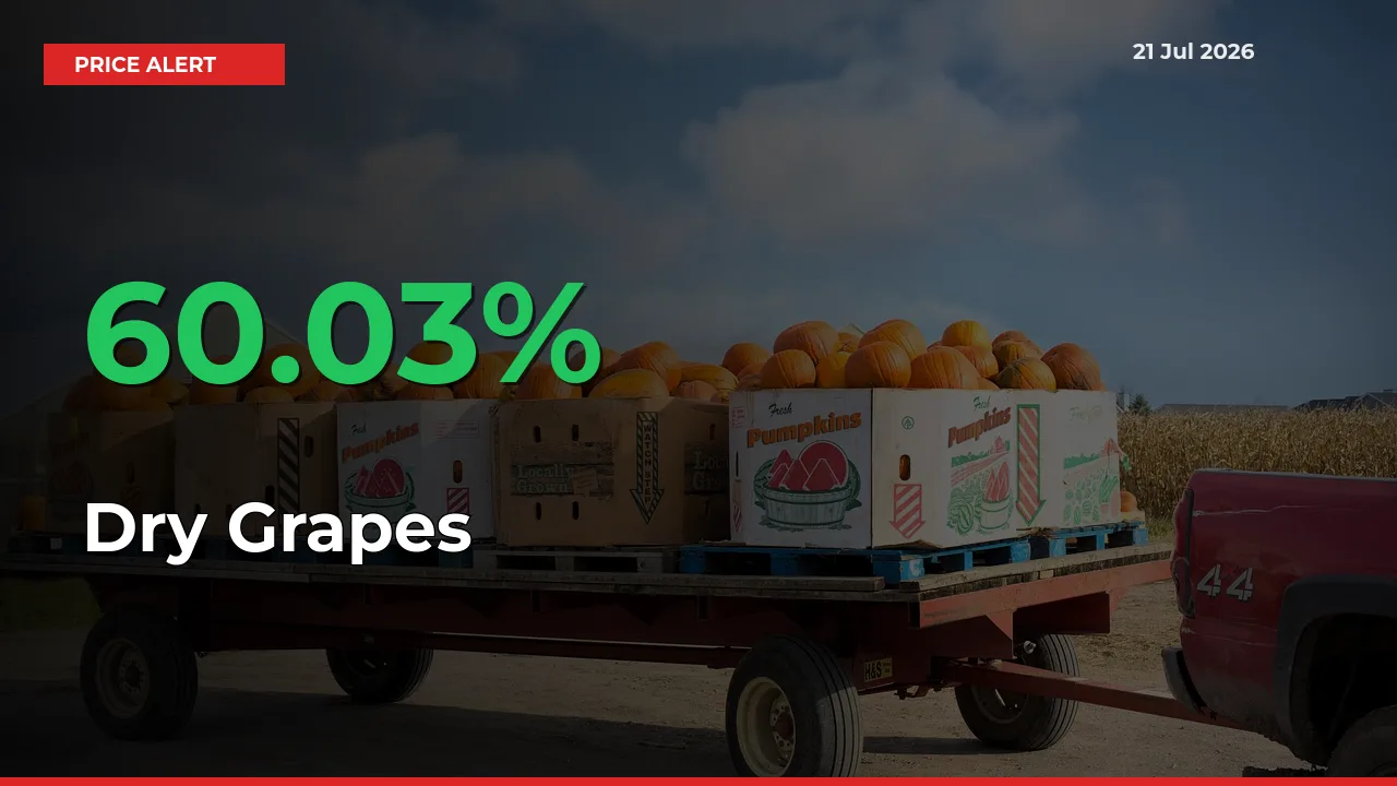 Sudden 60.03% Rally in Dry Grapes Prices Across Mandis
