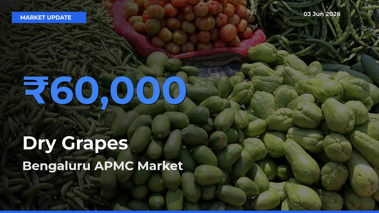 Bengaluru APMC Offers ₹60,000 – Highest Dry Grapes Rate Today