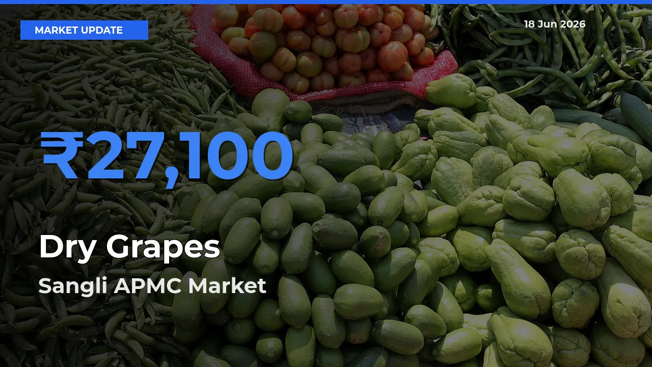 Market Watch: Sangli APMC Becomes Top Mandi for Dry Grapes