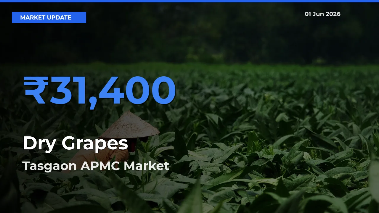 Top Performer! Tasgaon APMC Offers Best Dry Grapes Price Today